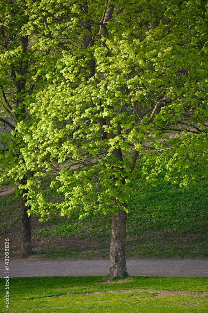 Green tree in a park