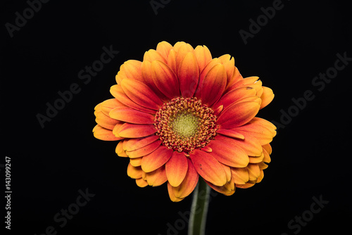 Orange Daisy-Like Flower