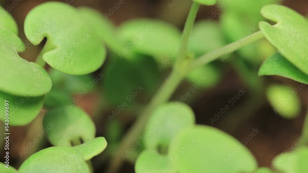 Small Green Mint Plants Growing Germinating Seed Small Green Mint Plants Growing Germinating Seed