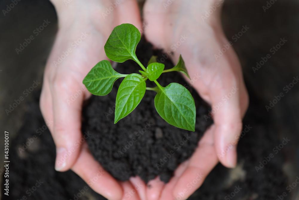 Woman hands holding young plant. Ecology concept Woman hands holding young plant. Ecology concept
