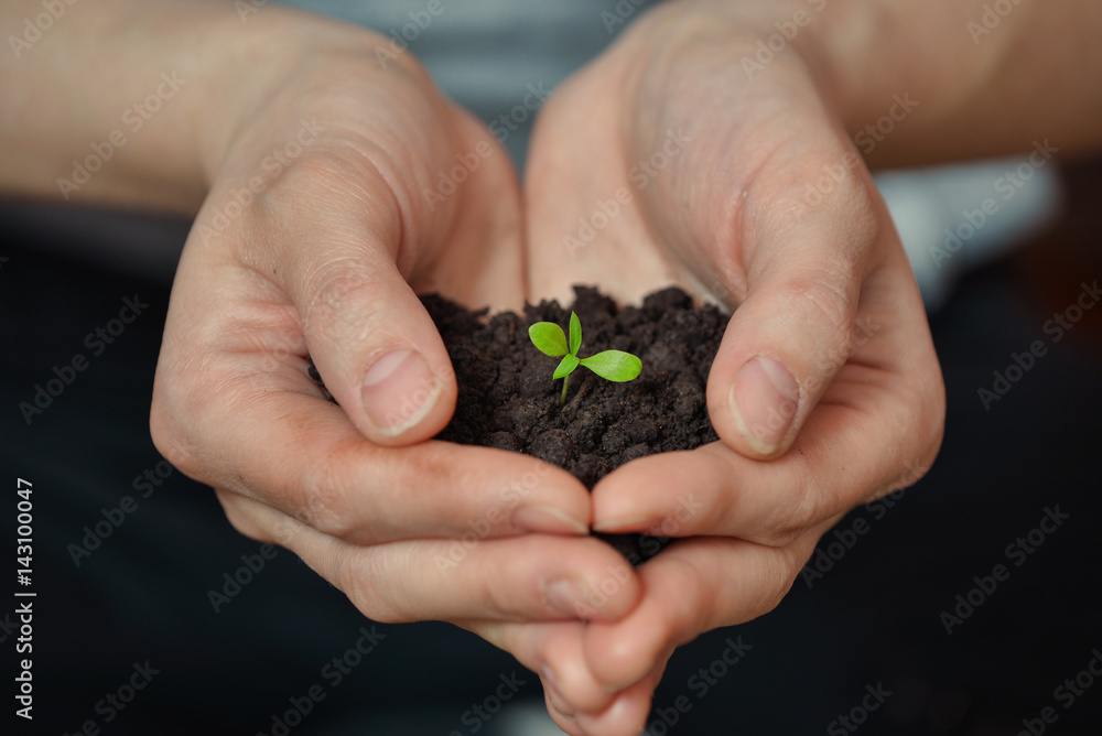 Woman hands holding Little seedling in black soil. Earth day and Ecology concept.