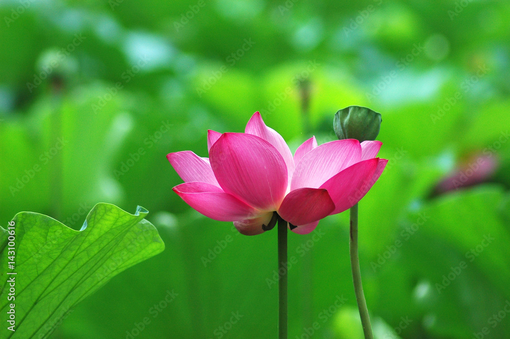 Obraz premium blooming lotus flower in summer pond with green leaves as background