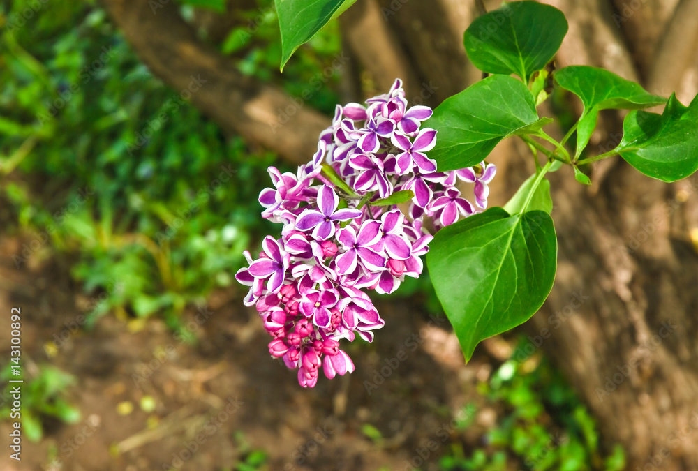 Blooming varietal selection two-tone lilac (Syrínga). The Sort Of Blooming varietal selection two-tone lilac (Syrínga). The Sort Of