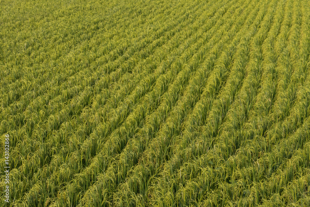 Green rice field background.