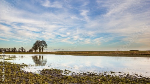 Wallpaper Mural Young cereal growing on flooded field in Poland. Torontodigital.ca