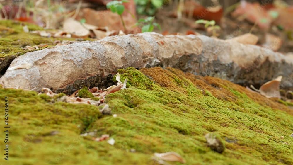 Moss covered tree roots. Camera move then hold.,Ultra HD 4K footage Moss covered tree roots. Camera move then hold.,Ultra HD 4K footage