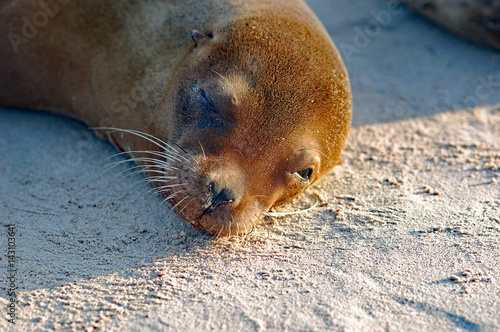 close up of sea lion lying on a beach in Galapagos, Ecuador