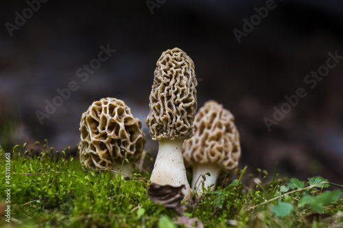 Magic Morels mushroom