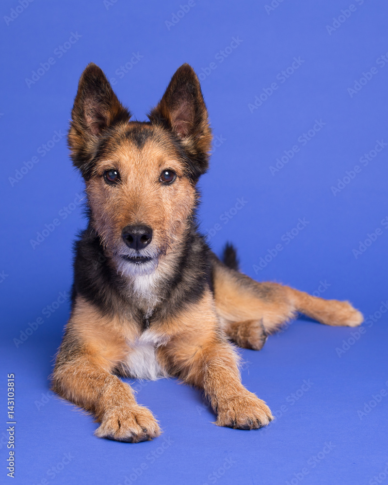 Fox terrier shepherd mix 2025