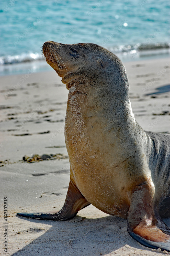 Fototapeta premium portrait of sea lion with ocean background on a Galapagos beach