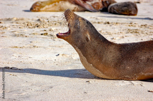 sea lion with mouth wide open on Galapagos beach