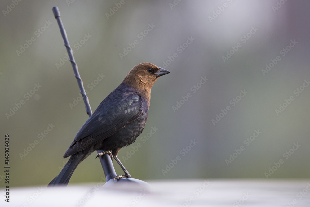 Fototapeta premium The brown-headed cowbird