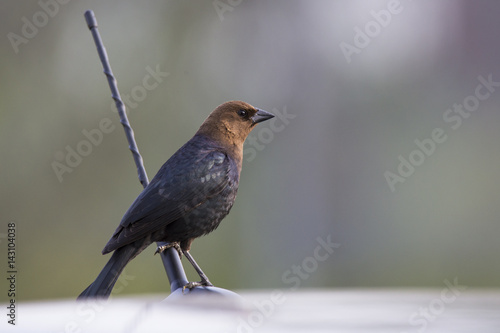 The brown-headed cowbird