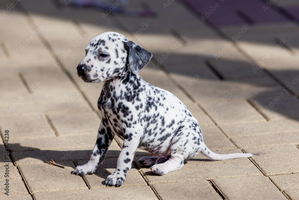 Dalmatian puppy. Beautiful Dalmatian dog