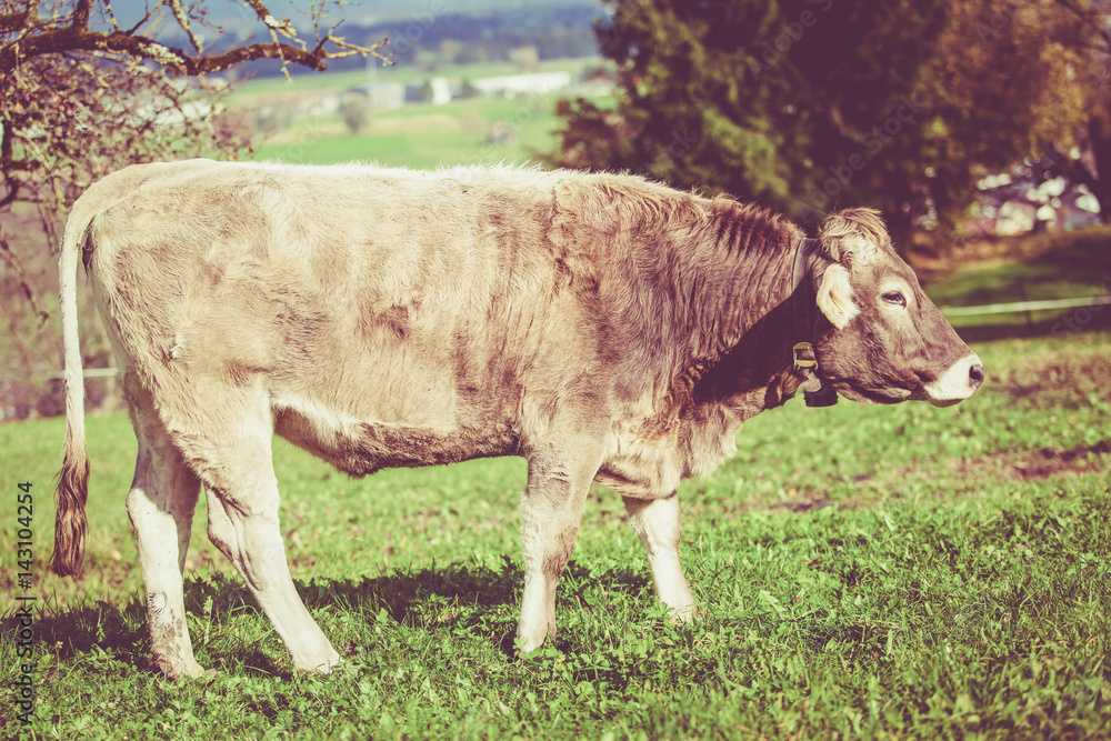 cow on a green summer meadow. Cows on a green field. Swiss cow. Vintage Retro Filter cow on a green summer meadow. Cows on a green field. Swiss cow. Vintage Retro Filter