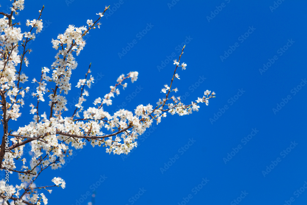 Spring blossom background. spring flowers Spring blossom background. spring flowers