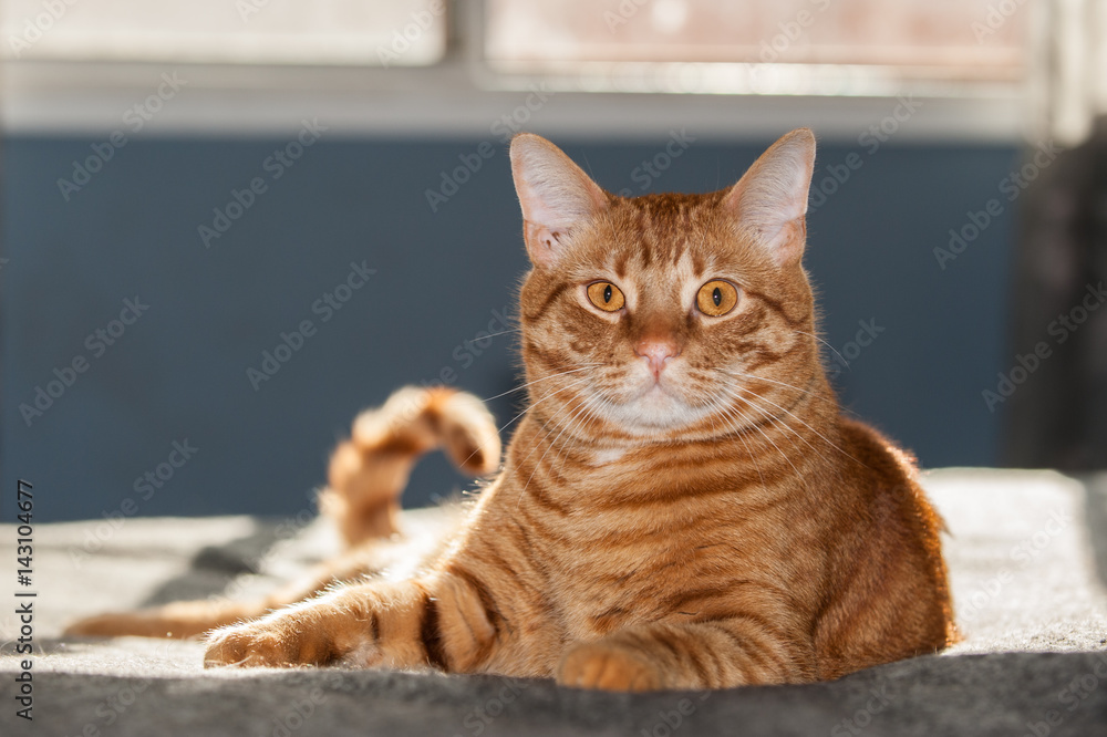 Furry Tabby cat absorbing the morning sunlight on bed.