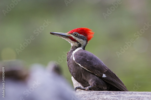Male Pileated woodpecker in spring