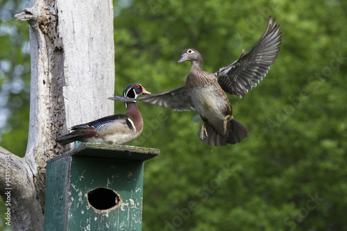 Canvas Print Wood duck nesting