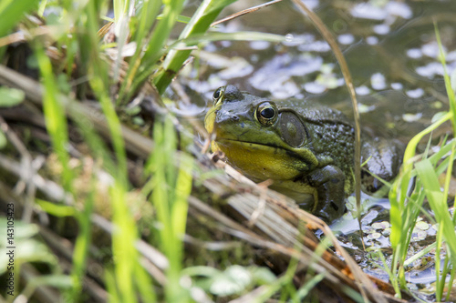 Common Marsh frog