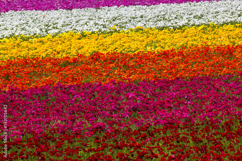 Rows of colorful flowers blooming