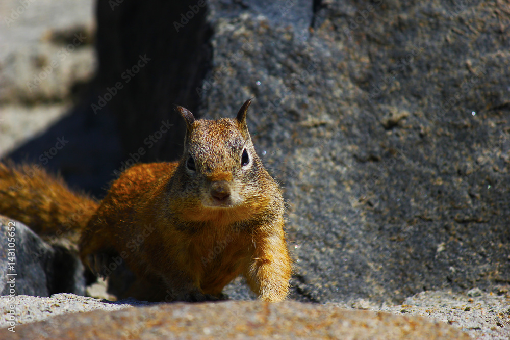 Close up of squirrel face looking at camera Close up of squirrel face looking at camera