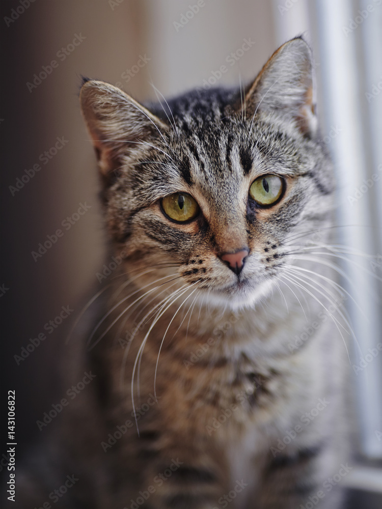 Portrait of a green-eyed striped cat