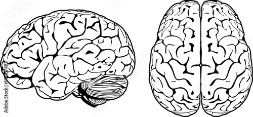 Brain