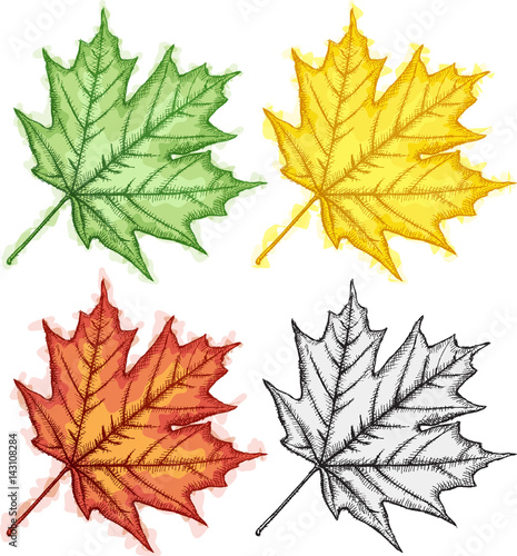 maple leaf sketch 1 (CS4) photo