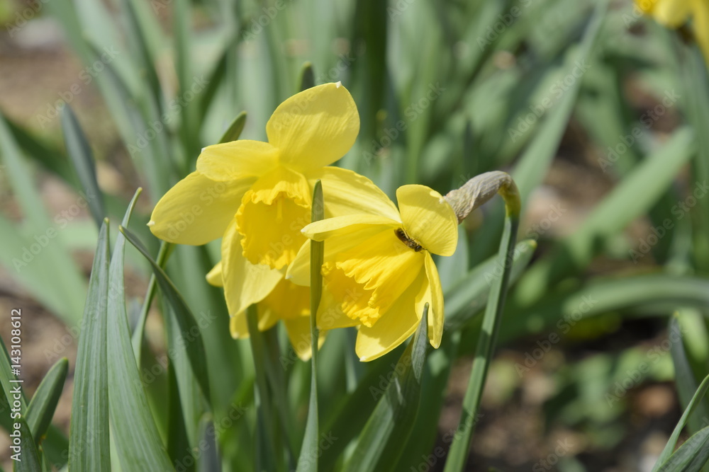Spring flowering bulb plants in the flowerbed. Flowers daffodil yellow