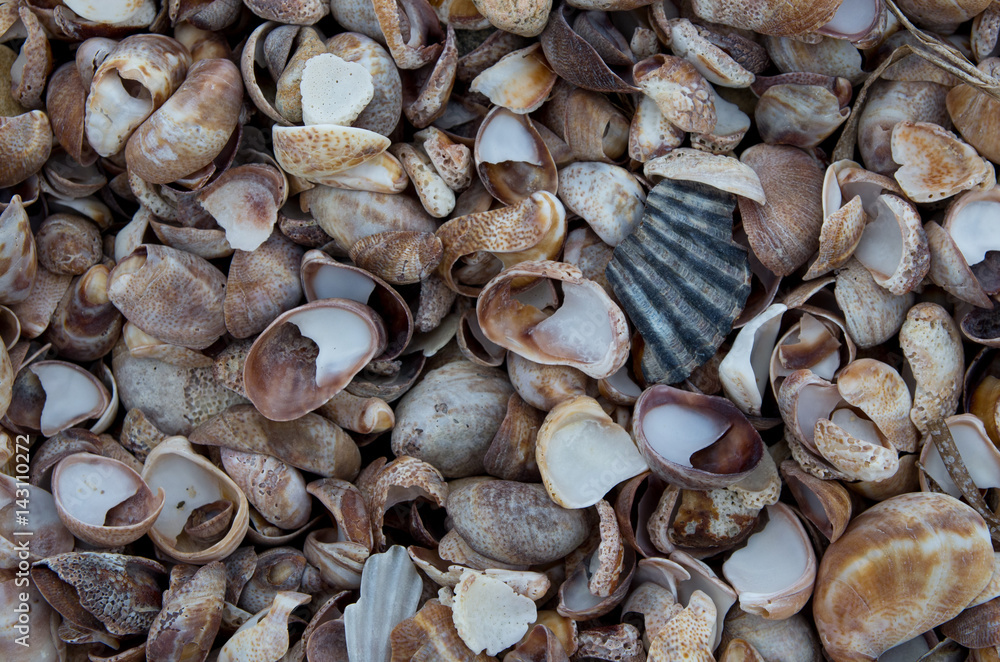 Sea shells pattern closeup