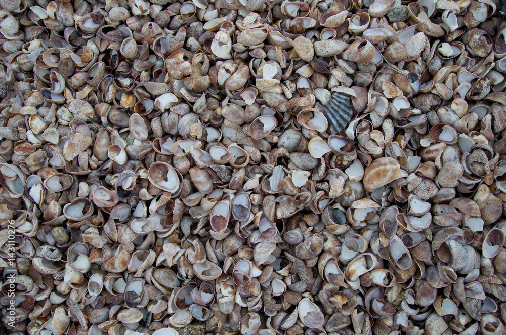 Sea shells pile repeating pattern Sea shells pile repeating pattern