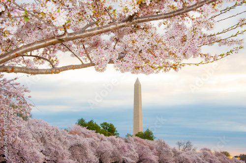Cherry Blossoms and Washington Monument