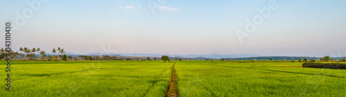 Photo Paddy rice field