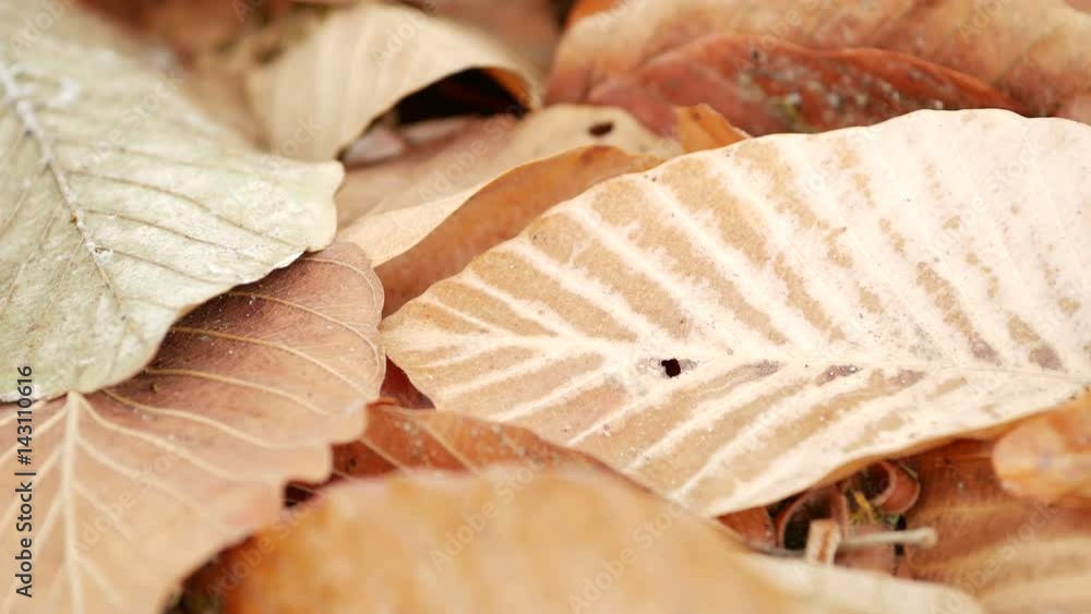 panning shot of leaves on ground ,Ultra HD 4K panning shot of leaves on ground ,Ultra HD 4K