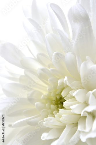 菊の花 白バック 