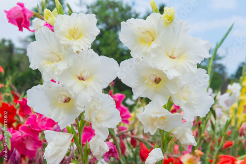 Fotografie, Tablou Bunch of colorful Gladiolus flowers in beautiful garden