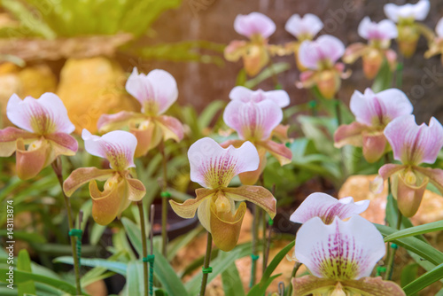 colorful of lady's slipper orchid in Beautiful garden (Paphiopedilum Callosum) photo