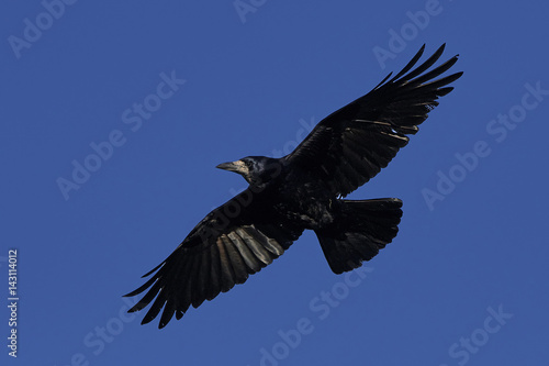 Rook (Corvus frugilegus) © dennisjacobsen