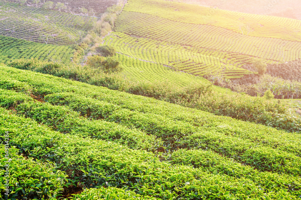Scenic view of tea plantation. Green rows of tea bushes
