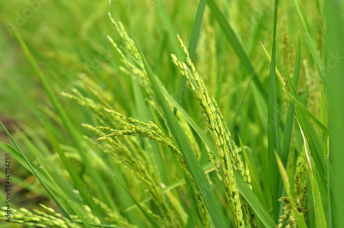 Close up of green paddy rice © Dani