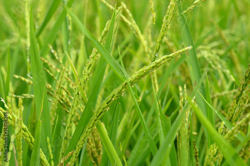 Close up of green paddy rice
