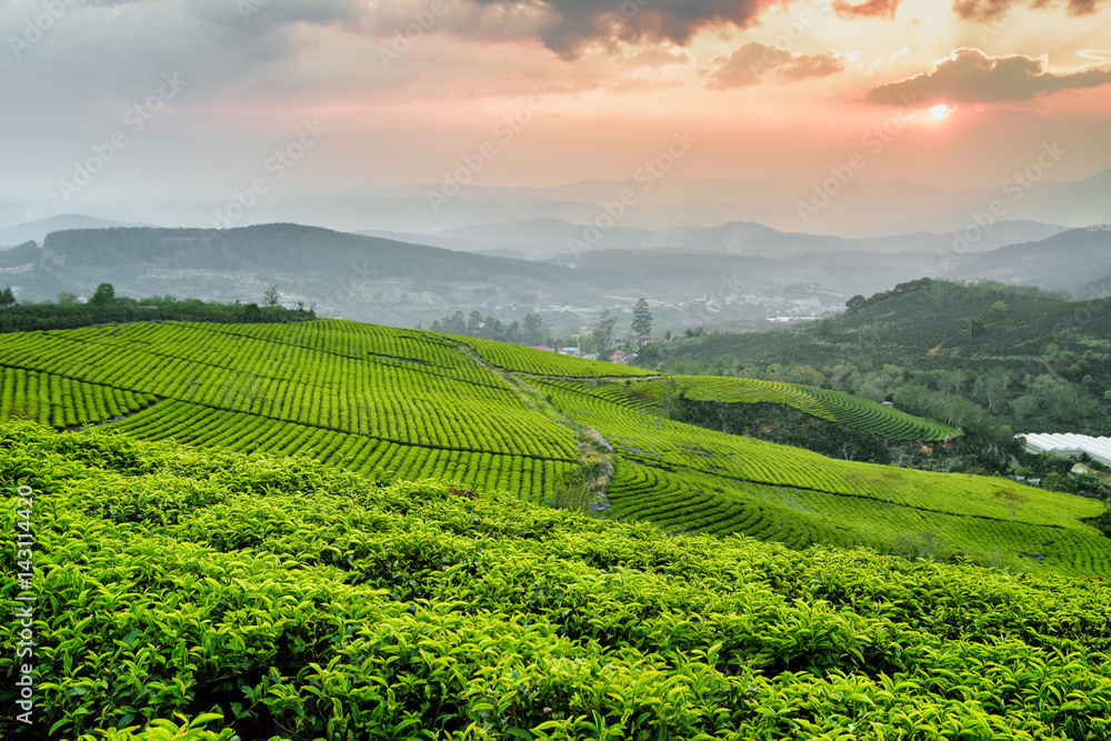 Tea plantation at sunset. Beautiful rows of tea bushes