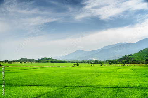 Scenic bright green rice fields © efired