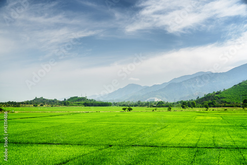 Scenic bright green rice fields