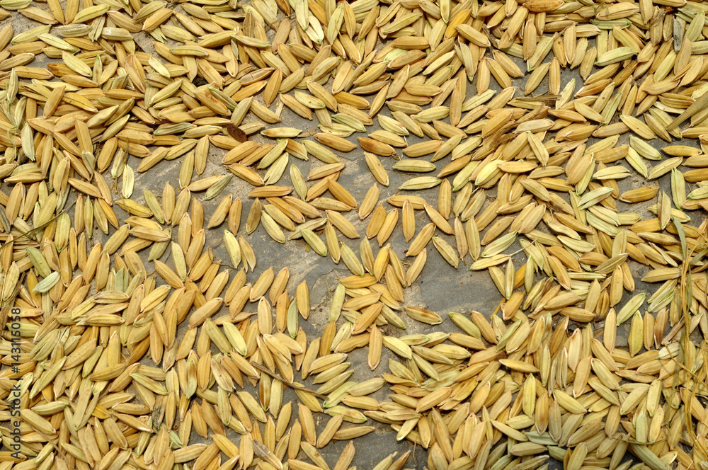 Paddy rice Paddy rice