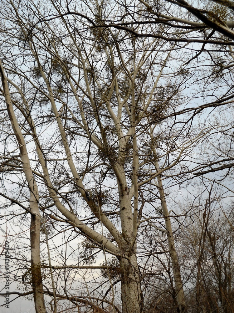 Mistletoe on the aspen. Mistletoe is a plant parasitizing on trees that has valuable medicinal properties Mistletoe on the aspen. Mistletoe is a plant parasitizing on trees that has valuable medicinal properties