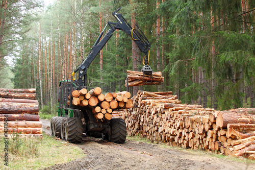The harvester working in a forest. Harvest of timber. Firewood as a renewable energy source. Agriculture and forestry theme.
 photo