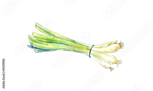 Green onion by watercolor. Hand drawn sketch.
