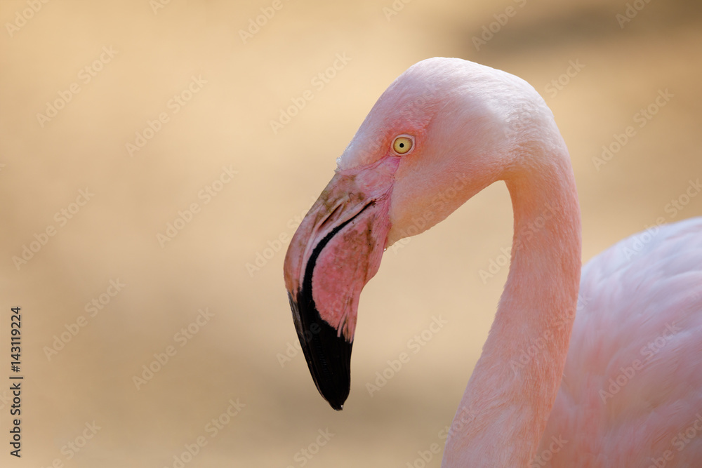 Fototapeta premium Rose flamingo (Phoenicopterus roseus)